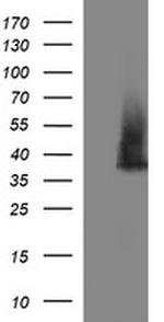 SYP Antibody in Western Blot (WB)