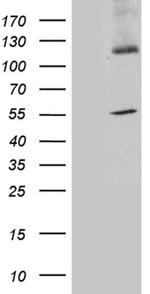 SYT11 Antibody in Western Blot (WB)