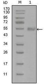 Synaptotagmin 1 Monoclonal Antibody (8G11B10)