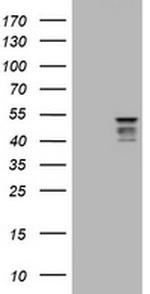 SYT4 Antibody in Western Blot (WB)