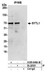 SYTL1 Polyclonal Antibody
