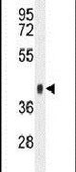 SYTL3 Antibody in Western Blot (WB)