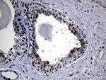 SYTL4 Antibody in Immunohistochemistry (Paraffin) (IHC (P))
