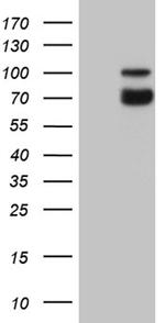 SYTL4 Antibody in Western Blot (WB)