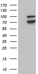 SYTL4 Antibody in Western Blot (WB)