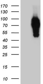 SYTL4 Antibody in Western Blot (WB)