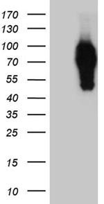 SYTL4 Antibody in Western Blot (WB)