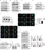 Salmonella typhimurium LPS Monoclonal Antibody (1E6)