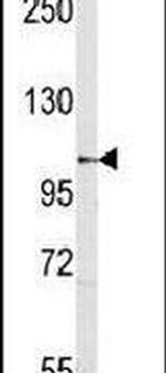 SEMA5A Antibody in Western Blot (WB)