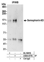 Semaphorin-6D Antibody in Western Blot (WB)