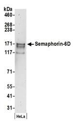 Semaphorin-6D Antibody in Western Blot (WB)
