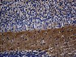 Septin 3 Antibody in Immunohistochemistry (Paraffin) (IHC (P))
