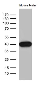 Septin 3 Antibody in Western Blot (WB)