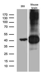 Septin 3 Antibody in Western Blot (WB)
