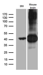 Septin 3 Antibody in Western Blot (WB)