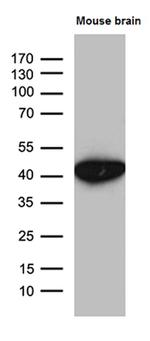 Septin 3 Antibody in Western Blot (WB)