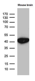 Septin 3 Antibody in Western Blot (WB)