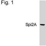 SERPINA3G Antibody in Western Blot (WB)