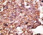 SIGLEC6 Antibody in Immunohistochemistry (IHC)