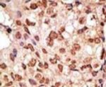 SIGLEC7 Antibody in Immunohistochemistry (IHC)