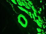 Smoothelin Antibody in Immunohistochemistry (Frozen) (IHC (F))