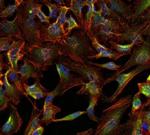 ATP1A1 Monoclonal Antibody (M8-P1-A3)