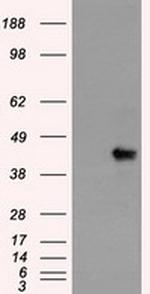 Sox17 Antibody in Western Blot (WB)