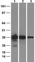 Sox2 Antibody in Western Blot (WB)