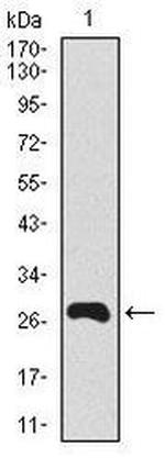 Splunc2 Antibody in Western Blot (WB)