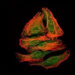 Splunc2 Antibody in Immunocytochemistry (ICC/IF)