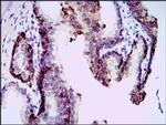 Splunc2 Antibody in Immunohistochemistry (Paraffin) (IHC (P))