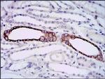 Splunc2 Antibody in Immunohistochemistry (Paraffin) (IHC (P))