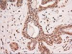 Stat5a Antibody in Immunohistochemistry (Paraffin) (IHC (P))