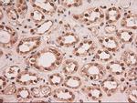 Stat5a Antibody in Immunohistochemistry (Paraffin) (IHC (P))