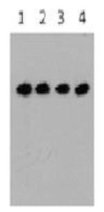 DDK (FLAG) Antibody in Western Blot (WB)