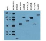 DDK (FLAG) Antibody in Western Blot (WB)