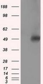 VAT1L (KIAA1576) Antibody in Western Blot (WB)