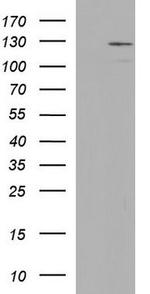 Integrin alpha 6 Antibody in Western Blot (WB)