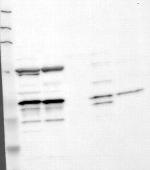 Fas Ligand Antibody in Western Blot (WB)