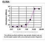 DCK Antibody in ELISA (ELISA)