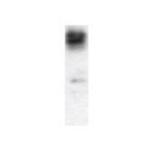 CD130 Antibody in Western Blot (WB)