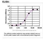 TRAIL-R2 Antibody in ELISA (ELISA)