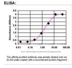 Cyclin A1 Antibody in ELISA (ELISA)