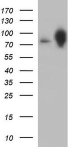 CLGN Antibody in Western Blot (WB)