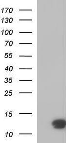 CDK2AP1 Antibody in Western Blot (WB)