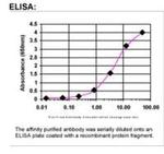 Haptoglobin Antibody in ELISA (ELISA)