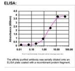 c-Fos Antibody in ELISA (ELISA)