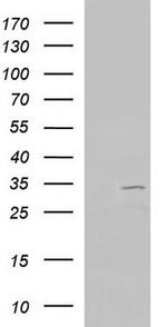 GNB2 Antibody in Western Blot (WB)