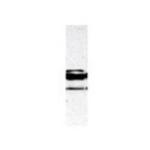 c-Myb Antibody in Western Blot (WB)