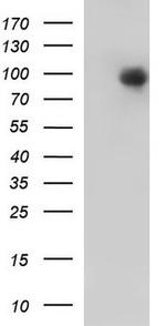 PKC epsilon Antibody in Western Blot (WB)